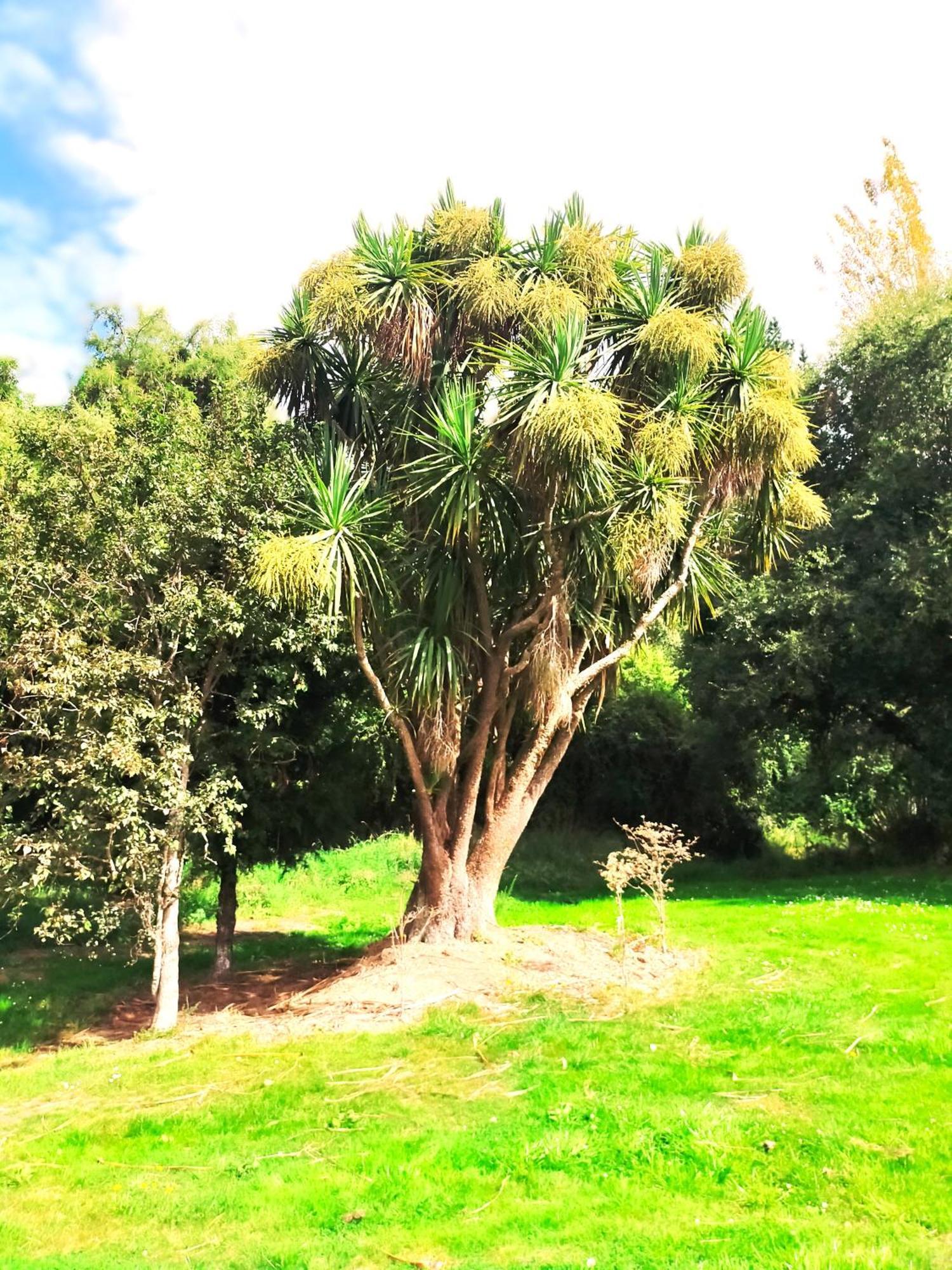 Taringatura Backpackers Pansiyon Benmore Dış mekan fotoğraf
